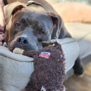 Deez Evans, Pit Bull Terrier, adult, available for adoption
