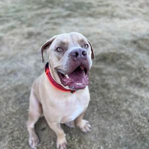 A light-colored dog with a red collar, sitting on a grassy surface, looking up with its mouth open.