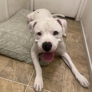 A white dog with a black nose and floppy ears is lying on a green patterned dog bed. The dog has its tongue out and is looking directly at the camera. The background consists of a tiled floor and a white door.