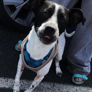 Jack Richardson, Pit Bull Terrier, adult, available for adoption
