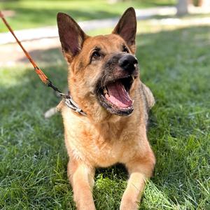 Jackson A1364233, German Shepherd Dog, adult, available for adoption