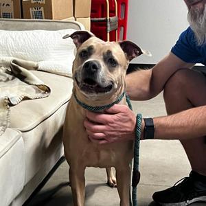 Codi Pendarvis, Pit Bull Terrier / Mixed Breed, senior, available for adoption
