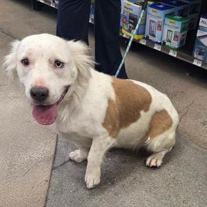 Bella Urbina, Pit Bull Terrier, adult, available for adoption