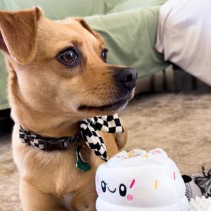 Arlo Lo Presti, Terrier / Dachshund, adult, available for adoption
