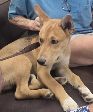 DAWSON, Shepherd, young, available for adoption