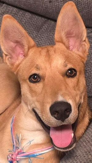 A close-up of a brown dog with large ears, a black nose, and a pink tongue, wearing a colorful collar, lying on a gray couch.