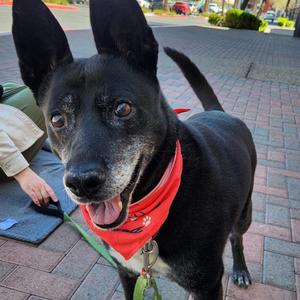 Harley A1333518, Basenji, senior, available for adoption