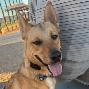 A tan dog with pointed ears and a black collar, sticking out its tongue, standing in front of a corrugated metal surface.