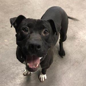 Buddy A1210805, Pit Bull Terrier / Black Labrador Retriever, senior, available for adoption