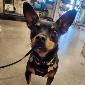 Fideo A1367086, Chihuahua / Mixed Breed, adult, available for adoption
