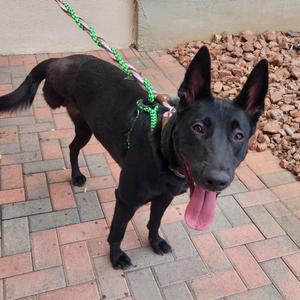 Brownie A1396594, Belgian Shepherd / Malinois, adult, available for adoption