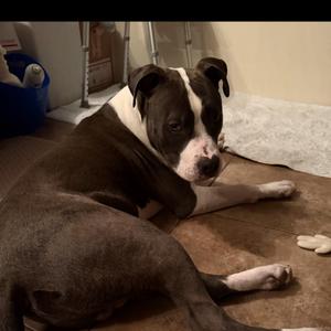 Bam Prettiah, Pit Bull Terrier, young, available for adoption