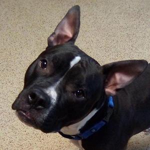 Frankie LVRC, Pit Bull Terrier, adult, available for adoption
