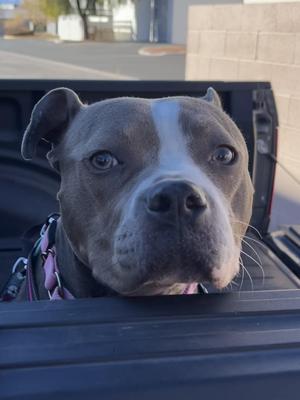 Drama K9 Aquatics, Pit Bull Terrier, young, available for adoption