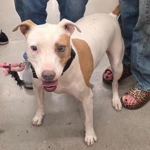 A white and brown dog with a black collar standing on a concrete floor, being held by a person wearing blue jeans and leopard print shoes.