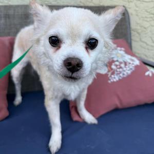 Flaco A1434126, Chihuahua, senior, available for adoption