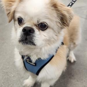 A small dog with fluffy white and tan fur, wearing a blue harness, looking directly at the camera.