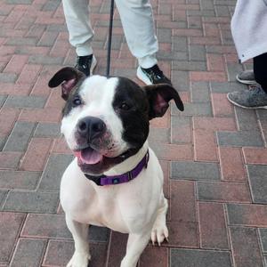 A black and white dog with a purple collar sitting on a brick pavement, looking up with its tongue out.