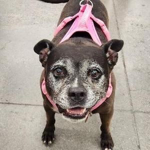 Catalina Brightwell, American Staffordshire Terrier, senior, available for adoption