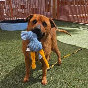 A brown dog holding a blue and yellow stuffed toy in its mouth, standing on a green artificial turf surface.