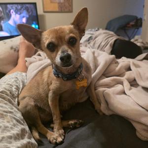 Coco A1402322, Chihuahua / Miniature Dachshund, senior, available for adoption