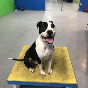 Columbo A1045906, Pit Bull Terrier, senior, available for adoption