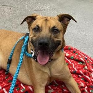 Gaston Ziegenhagen, Shepherd / Mixed Breed, adult, available for adoption