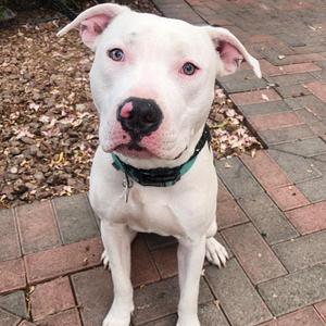 A white dog with a black nose and blue eyes sitting on a brick patio.