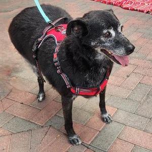 Denny Reno, Border Collie / Labrador Retriever, senior, available for adoption