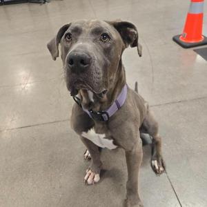 A gray dog with a white chest and a purple collar sitting on a concrete floor.