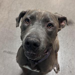 A close-up of a gray dog with a black nose and brown eyes, looking up at the camera.