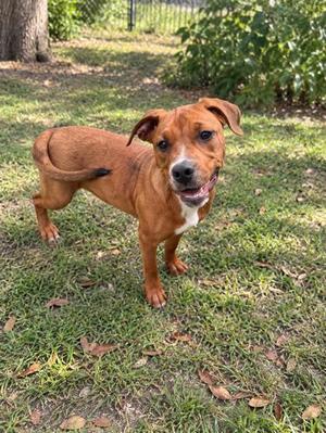 A brown dog with a white chest and a black-tipped tail standing on grass in a yard.