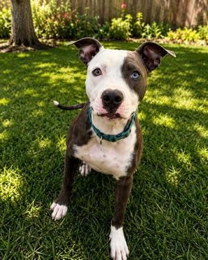 Willis, Mixed Breed, adult, available for adoption