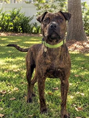 Grover, Mixed Breed, adult, available for adoption
