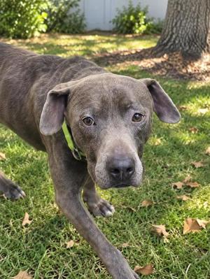 Blue, Mixed Breed, adult, available for adoption