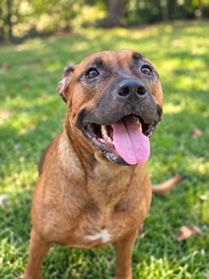 A brown dog with a black muzzle and floppy ears is standing on a grassy field, its mouth open and tongue out, looking up with a happy expression.