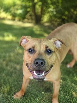 A happy brown dog standing on grass, looking directly at the camera with its mouth open and tongue visible.