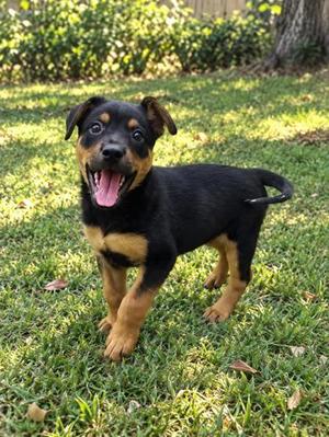 Alecia, Rottweiler / Mixed Breed, puppy, available for adoption