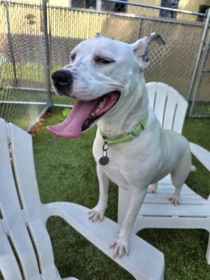 A white dog with a green collar standing on a white chair, with its mouth open and tongue out, in an outdoor setting with a chain-link fence and grass.