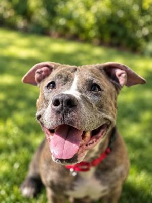 Pebbles, Mixed Breed, senior, available for adoption