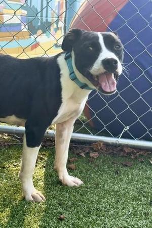 Gypsy, Mixed Breed, young, available for adoption