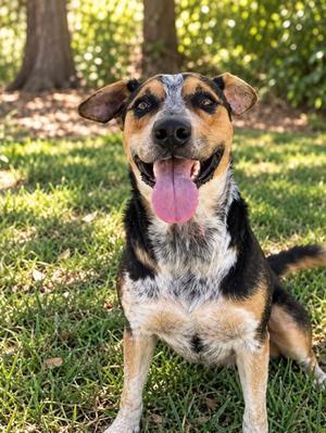 Clint, Mixed Breed, adult, available for adoption