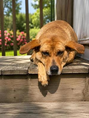 Honey Dew, Mixed Breed, adult, available for adoption