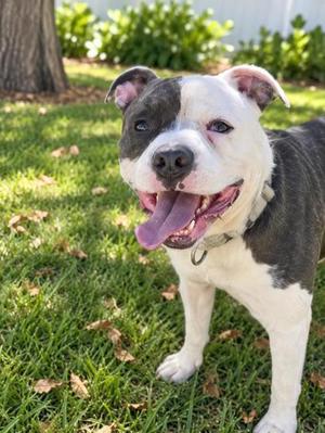 Pickles, Mixed Breed, adult, available for adoption