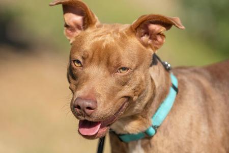 A brown dog with a blue collar, looking directly at the camera with its mouth open and tongue out.