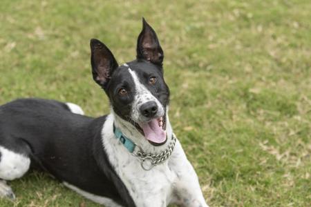 Charlie, Border Collie, young, available for adoption