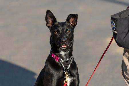 A black dog with a pink collar and a red leash, sitting on a paved surface.