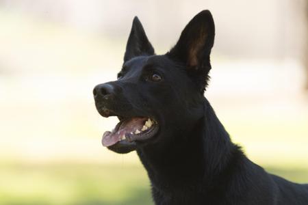 A black dog with pointed ears and a happy expression, looking to the side.