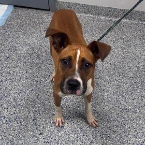 A brown and white dog standing on a gray speckled floor, looking directly at the camera with a leash attached to its collar.