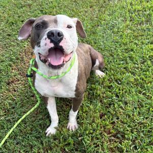 Cobbler  🐾, Mixed Breed (Medium), available for adoption